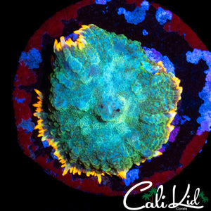 RAINBOW RIM RHODACTIS