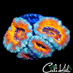 ULTRA ACAN QUAD