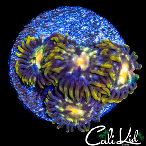 SOUR PUNCH ZOA QUAD