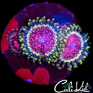 STRAWBERRY WINE ZOA TRIPLE