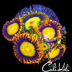 ASSORTED ZOA MINI COLONY