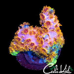 RAINBOW CYPHASTREA