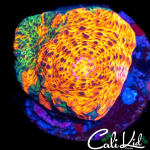 STRIPED CONVICT CHALICE