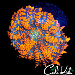 FLAMETHROWER RHODACTIS