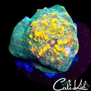 ULTRA CHALICE FRAG