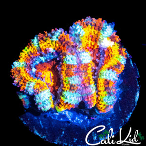 CK BOMBASTIC ACAN DOUBLE