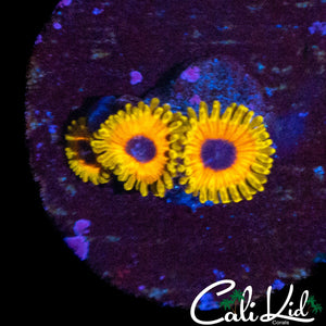 GREAT OWL ZOA TRIPLE