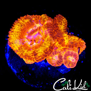 FLAMETHROWER ACAN QUAD