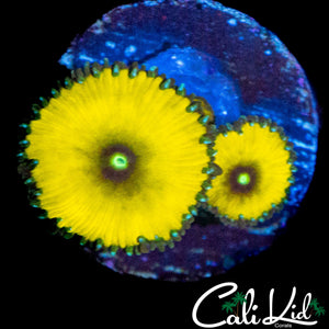 CK SOLAR DEITY DOUBLE