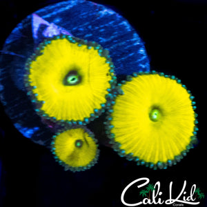 CK SOLAR DEITY TRIPLE