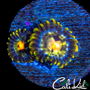 SOUR PUNCH ZOA DOUBLE