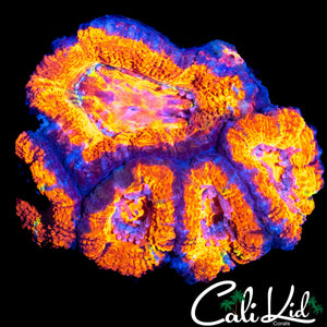 ULTRA ACAN MINI COLONY