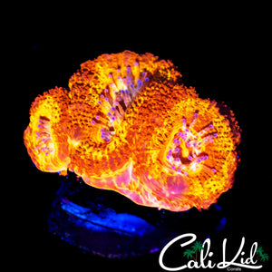 FLAMETHROWER ACAN TRIPLE