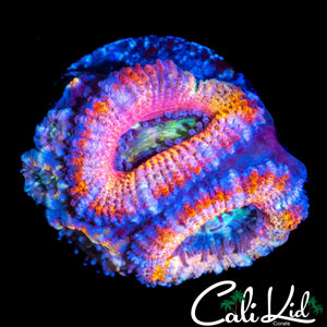 ULTRA RAINBOW ACAN DOUBLE W/ BABIES