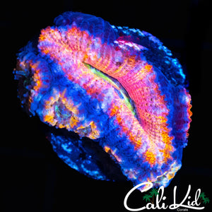 ULTRA RAINBOW ACAN W/ BABIES