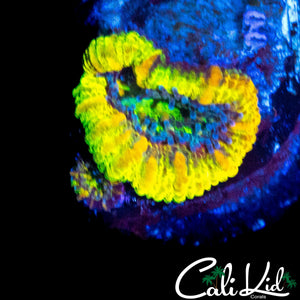 INSANE MYSTERY RAINBOW ACAN W/ BABY