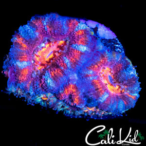 ULTRA STRIPED ACAN DOUBLE W/ BABIES