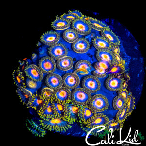 ASSORTED ZOA MINI COLONY