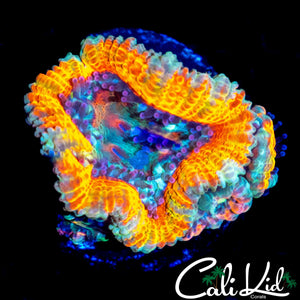 CK SILVER BULLET ACAN W/ BABIES