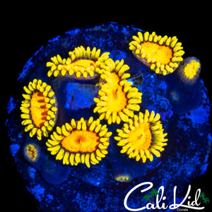 CK BLAZIN CAJUN MINI COLONY