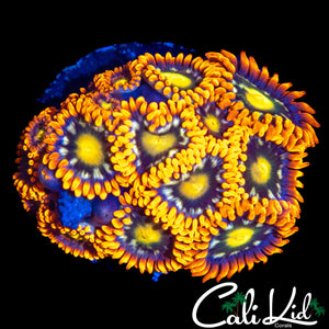 ULTRA ZOA MINI COLONY