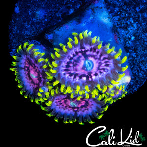 CK BLIMPEE ZOA QUAD