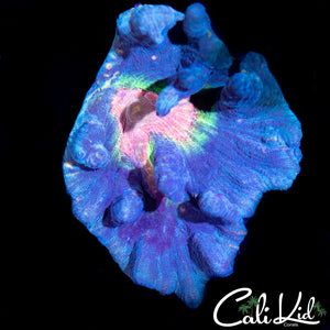 Rainbow Pectinia Chunk