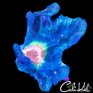 Rainbow Pectinia