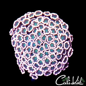 Ultra Bicolor Alveopora Colony