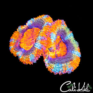 Ultra Rainbow Acan Double