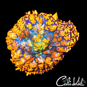 Buffalo Bill Rhodactis