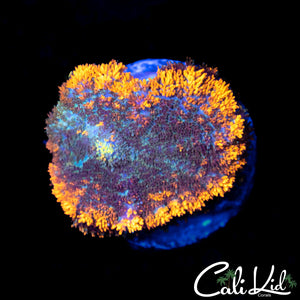 Fire Rim Rhodactis