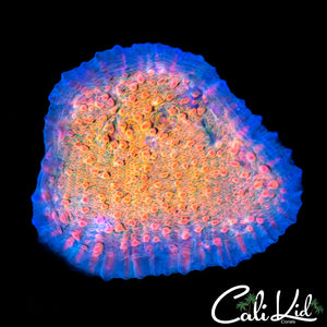 CK Cupping Chalice