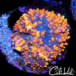 Superman Bubble Rhodactis