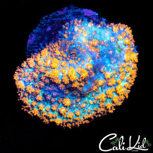 CK Orange Kush Bounce Shroom