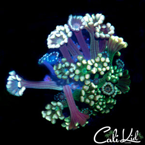 Ultra Rainbow Alveopora