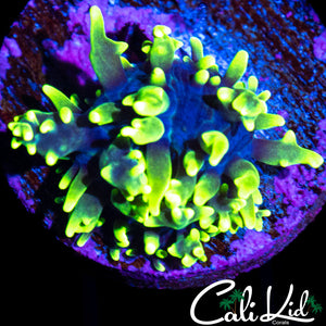 CK Brass Monkey Mushroom