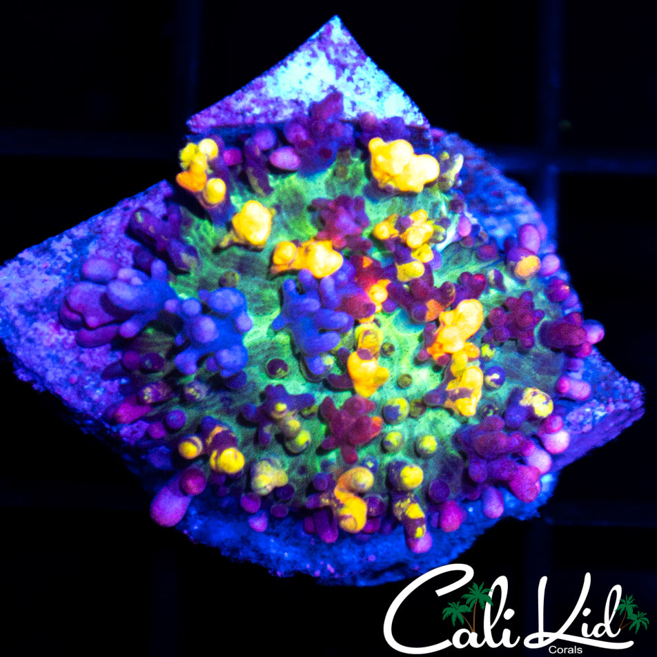 Amazing Magic Carpet Mushroom