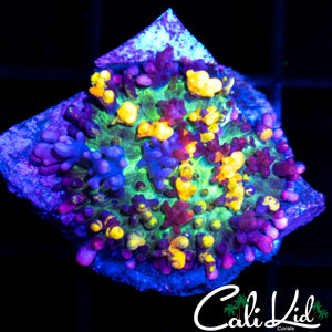 Amazing Magic Carpet Mushroom