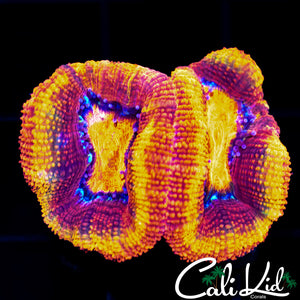 Rainbow Ring Acan Double