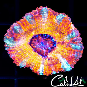 CK Pennywise Acan