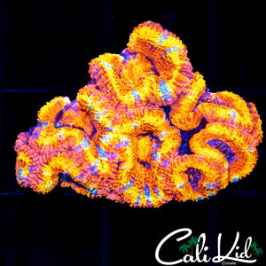 Ultra Rainbow Acan Mini Colony