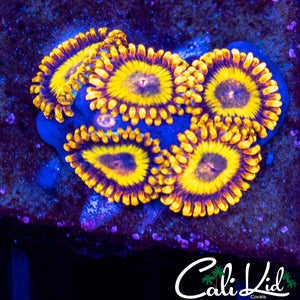 Fruitloops Mini Colony