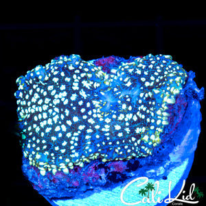 White Speckled Disco Shroom