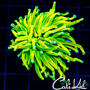 CK Lemon Up Torch
