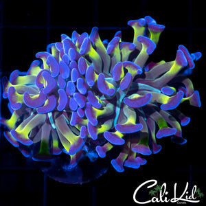 Green / Purple Branching Hammer