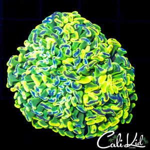 Ultra Tri Color Splatter Hammer