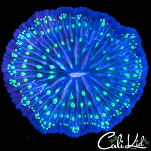 Blue Thunder Fungia