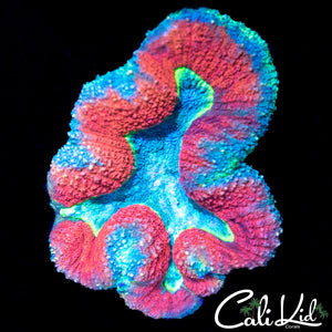 Ultra Rainbow Symphyllia
