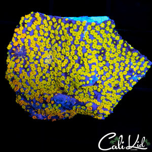 CK Rainbow Monti Chunk